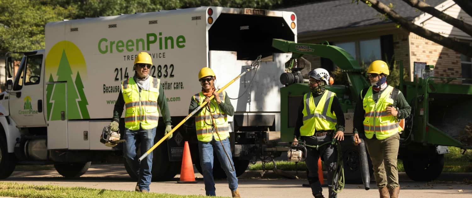Green Pine tree service project Dallas