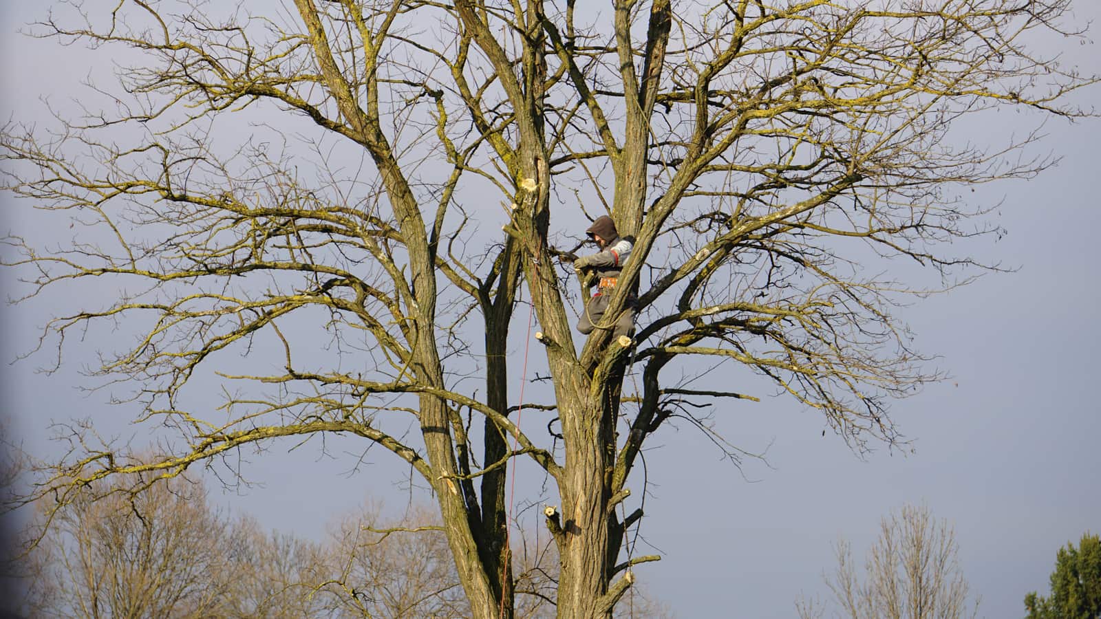 Arborist evaluation Dallas