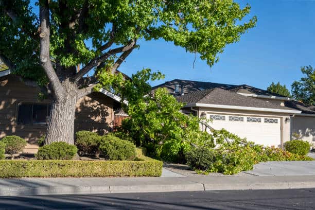 Emergency tree service Dallas