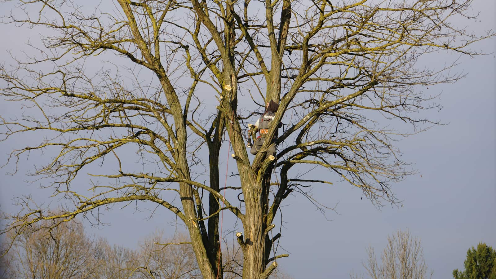 Tree trimming and pruning in Dallas
